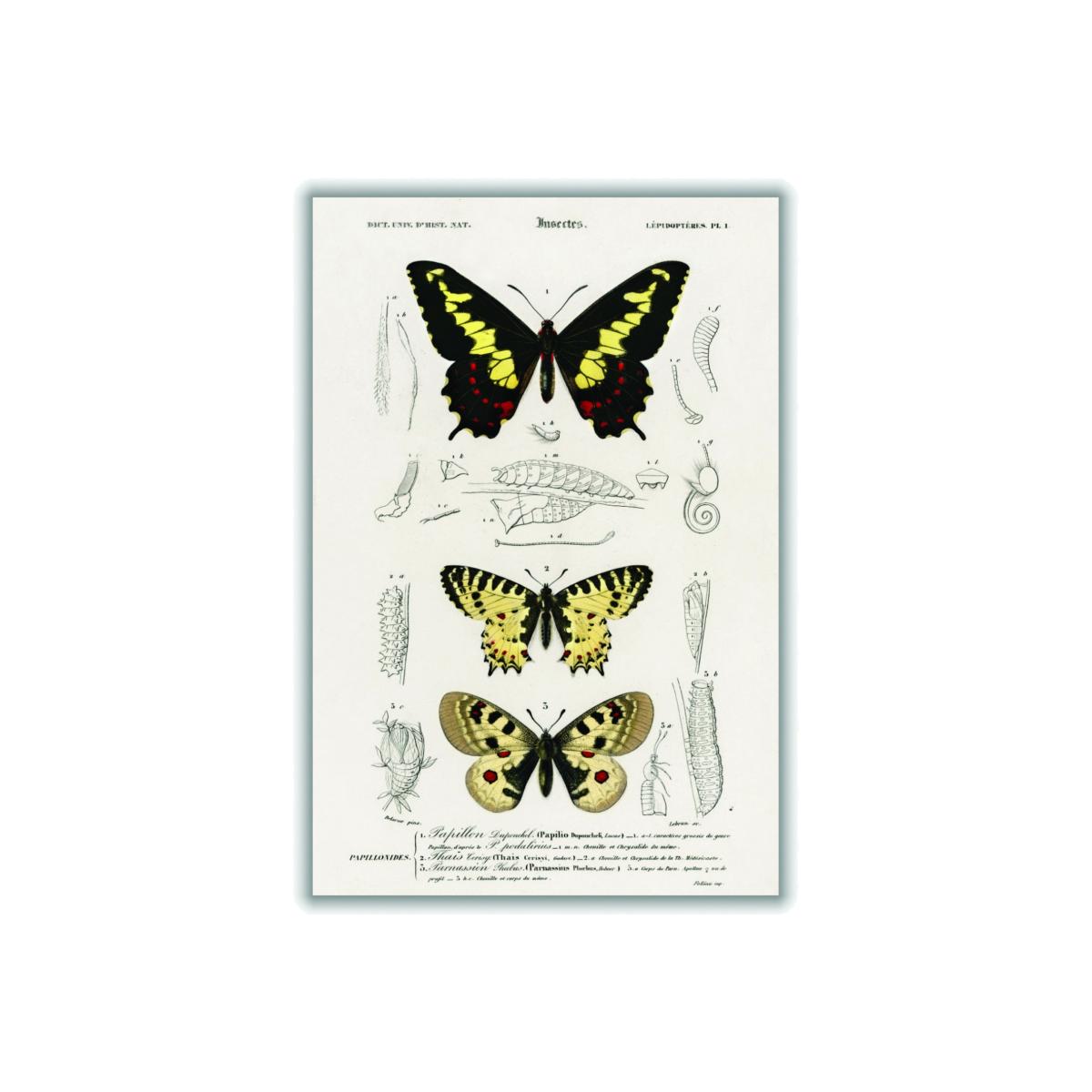 Natural History Different Types Of Butterfly 2 Extra Large Stanley Print House – image 1