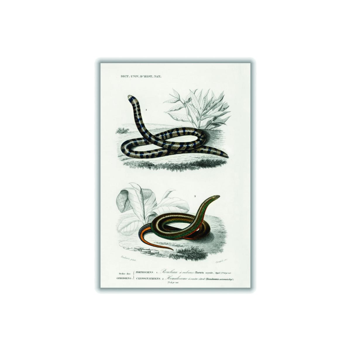 Anilius - Neutrals A2 420 X 594Mm Stanley Print House – image 1
