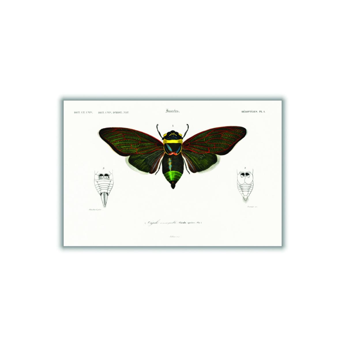 Gian Cicuda Medium Stanley Print House – image 3