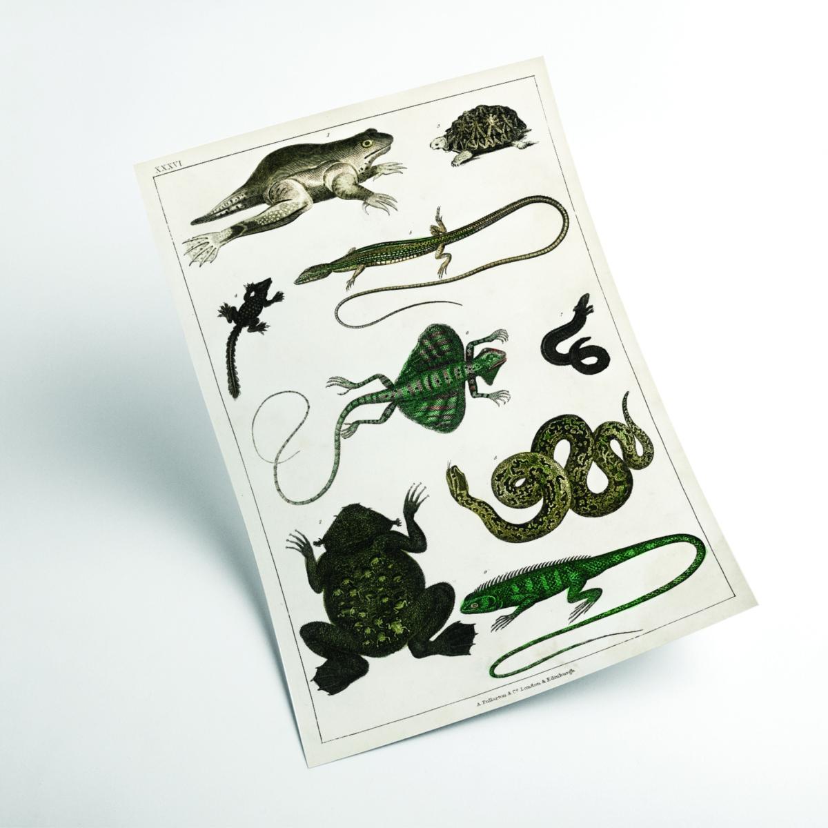 Black Collection Of Reptiles Print Large Stanley Print House – image 2
