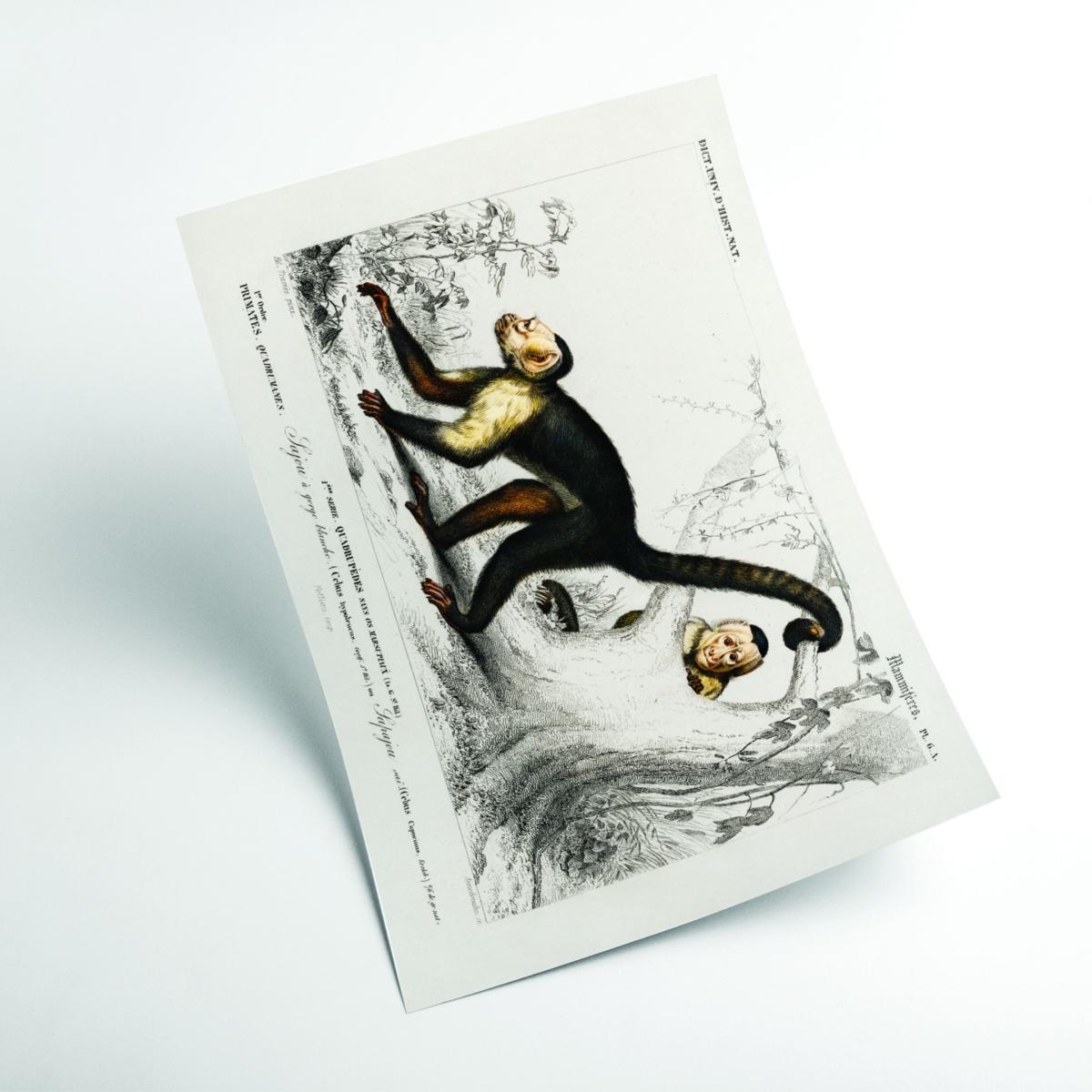 Brown White-Headed Capuchin Small Stanley Print House – image 2