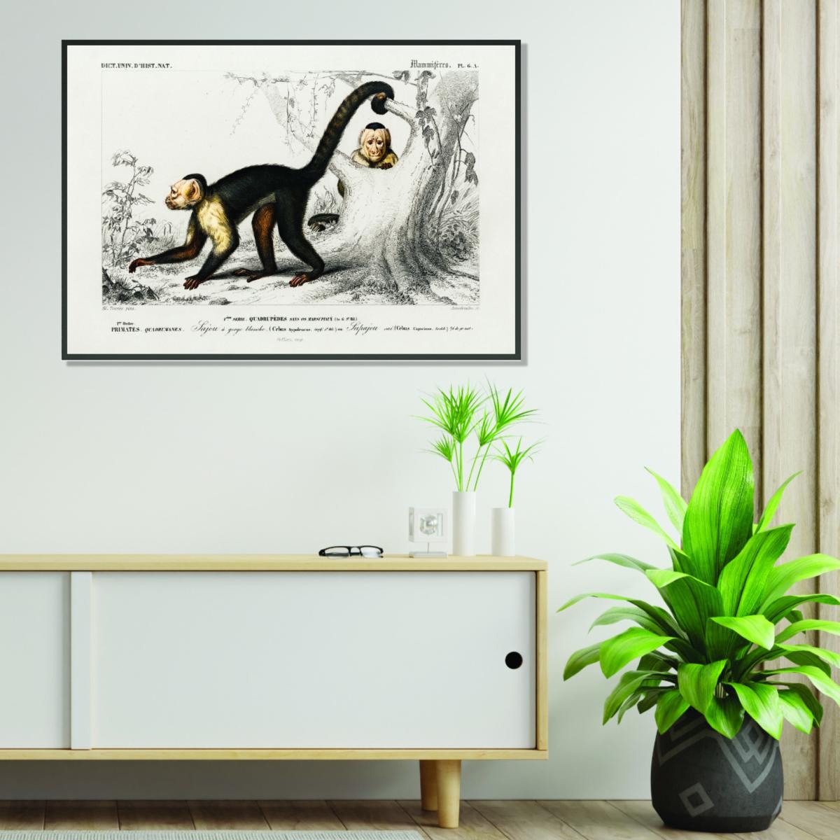 Brown White-Headed Capuchin Small Stanley Print House – image 3