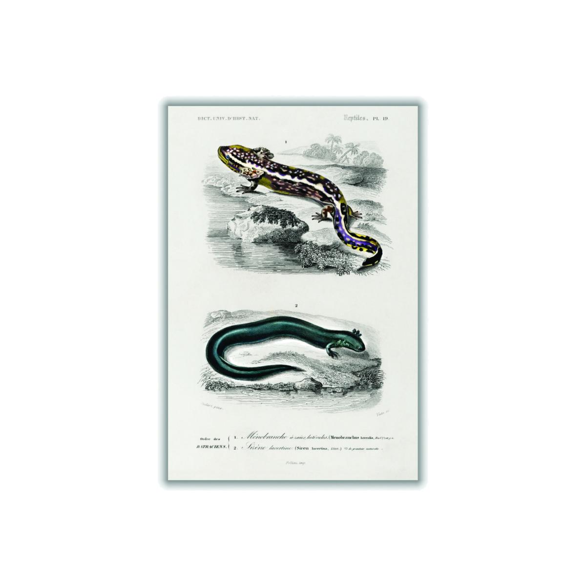 Grey Mudpuppy Illustration Large Stanley Print House – image 1