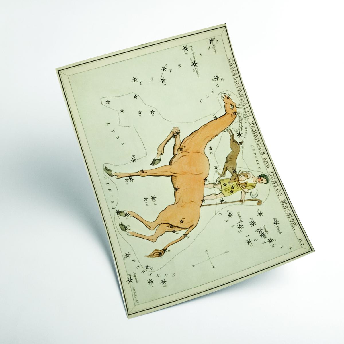 Gold Astronomical Chart Illustration Of The Camelopardalis, Tarandus And The Custos Messium A4 210 X 297Mm Stanley Print House – image 2