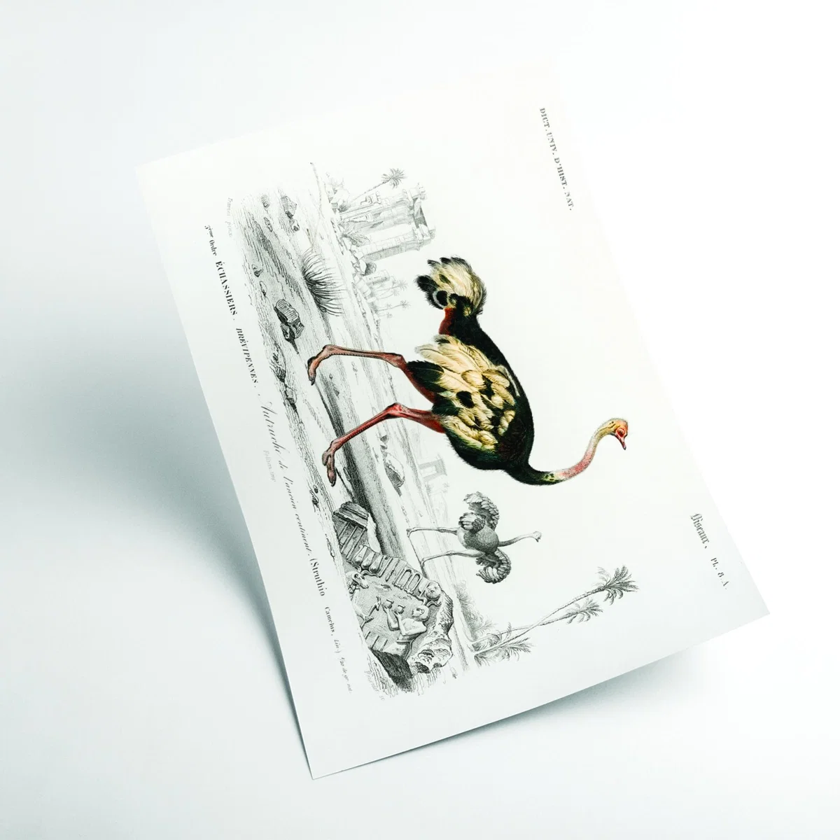 Black Ostrich Small Stanley Print House – image 2