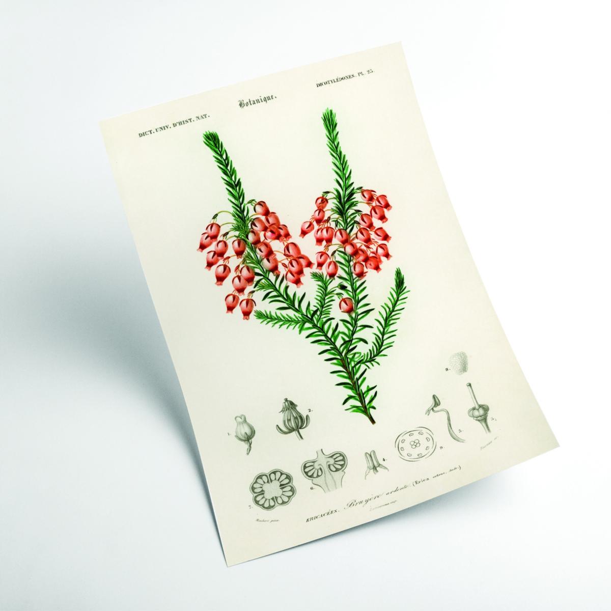 Erica Ardens Print Extra Small Stanley Print House – image 2