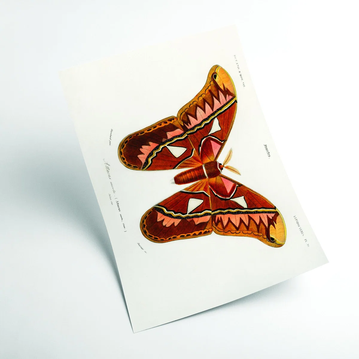 Attacus Atlas Moth Extra Large Stanley Print House – image 2