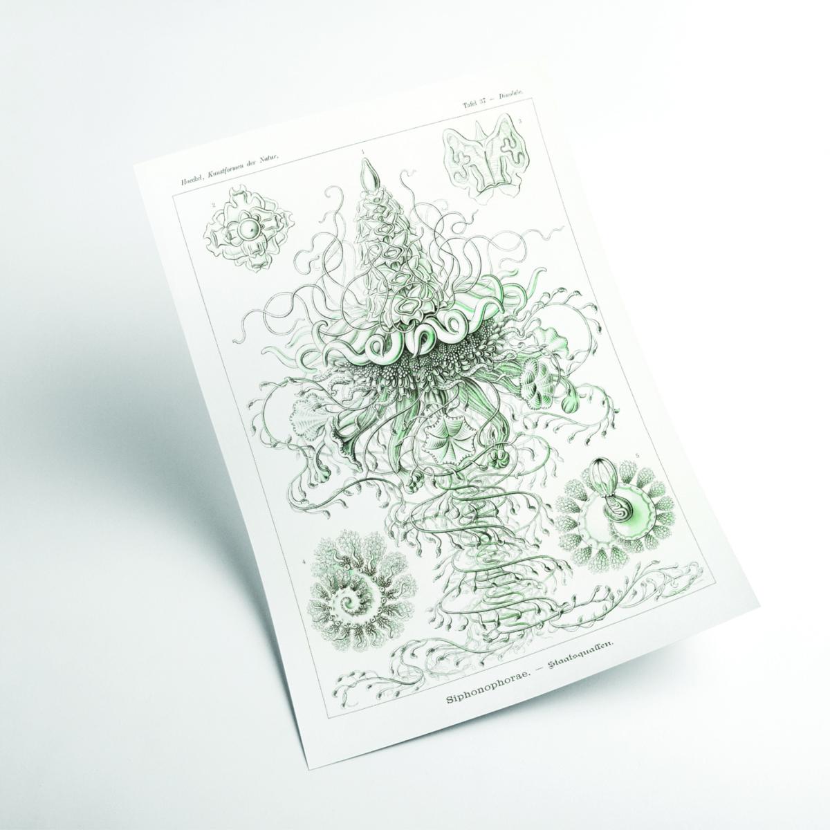 Grey Siphonophorae-Staatsquallen Ii By Ernst Haeckel Large Stanley Print House – image 2