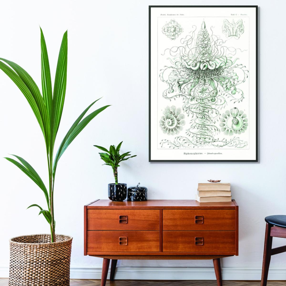 Grey Siphonophorae-Staatsquallen Ii By Ernst Haeckel Large Stanley Print House – image 3