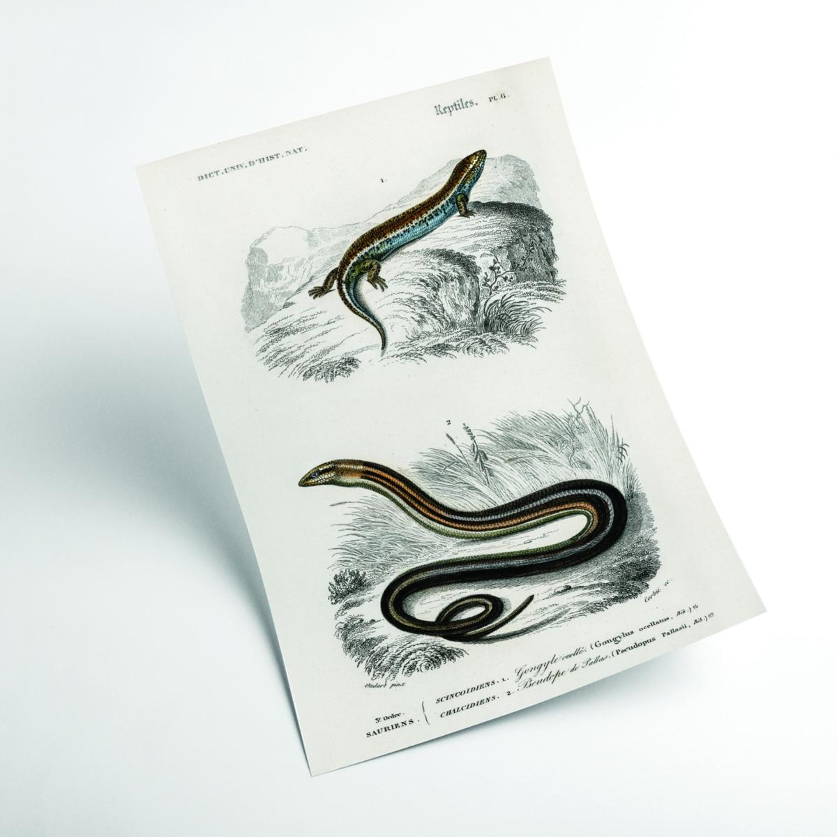 Grey Salamander & Snake A1 594 X 841Mm Stanley Print House – image 2