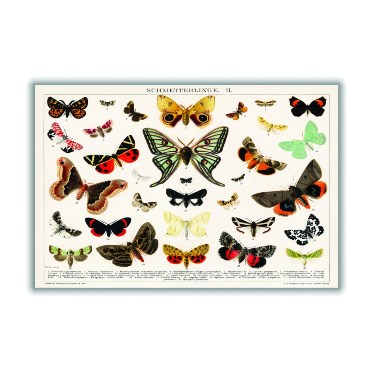 Antique Butterfly And Moth Lithograph Extra Small Stanley Print House – image 1