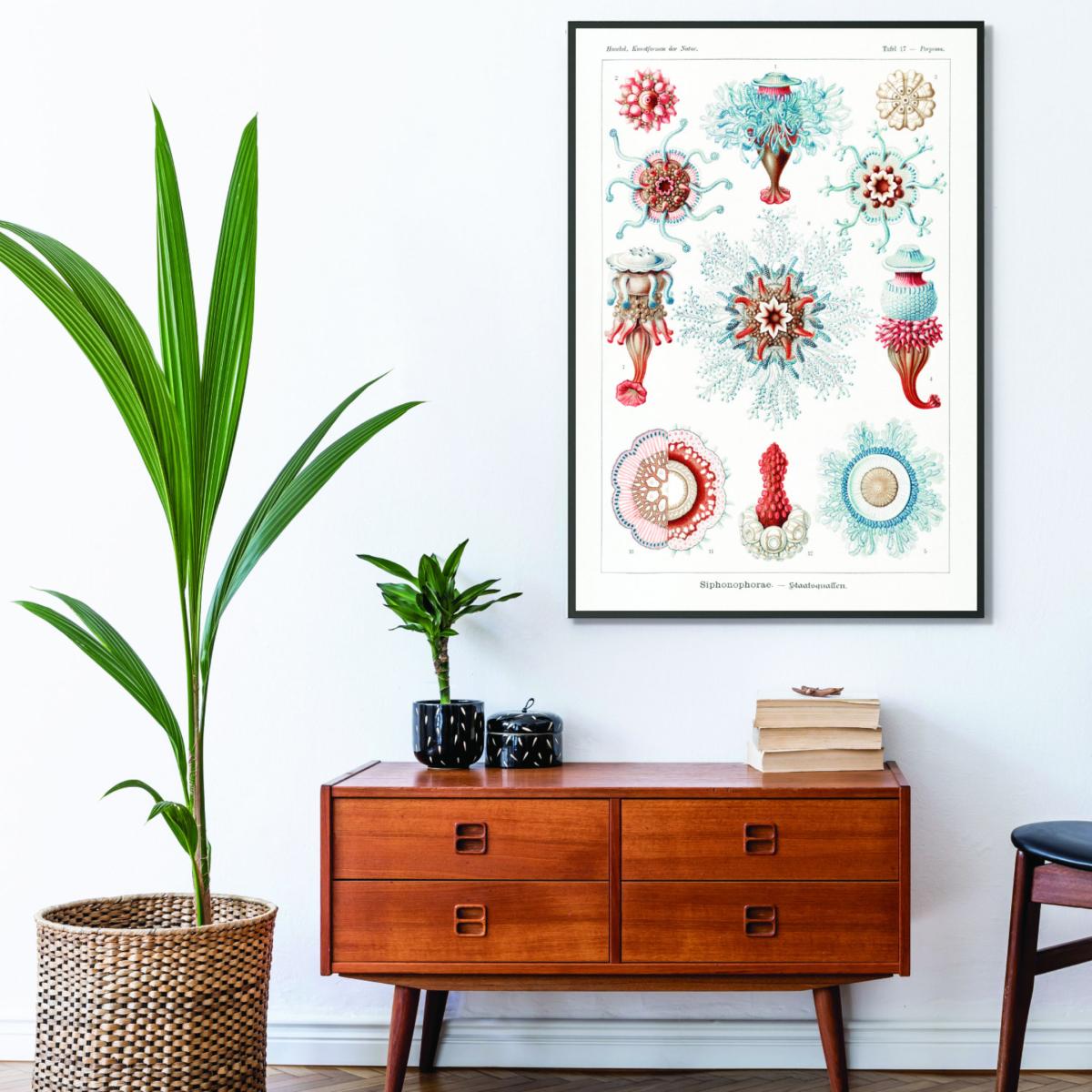 Siphonophorae-Staatsquallen I By Ernst Haeckel A4 210 X 297Mm Stanley Print House – image 3