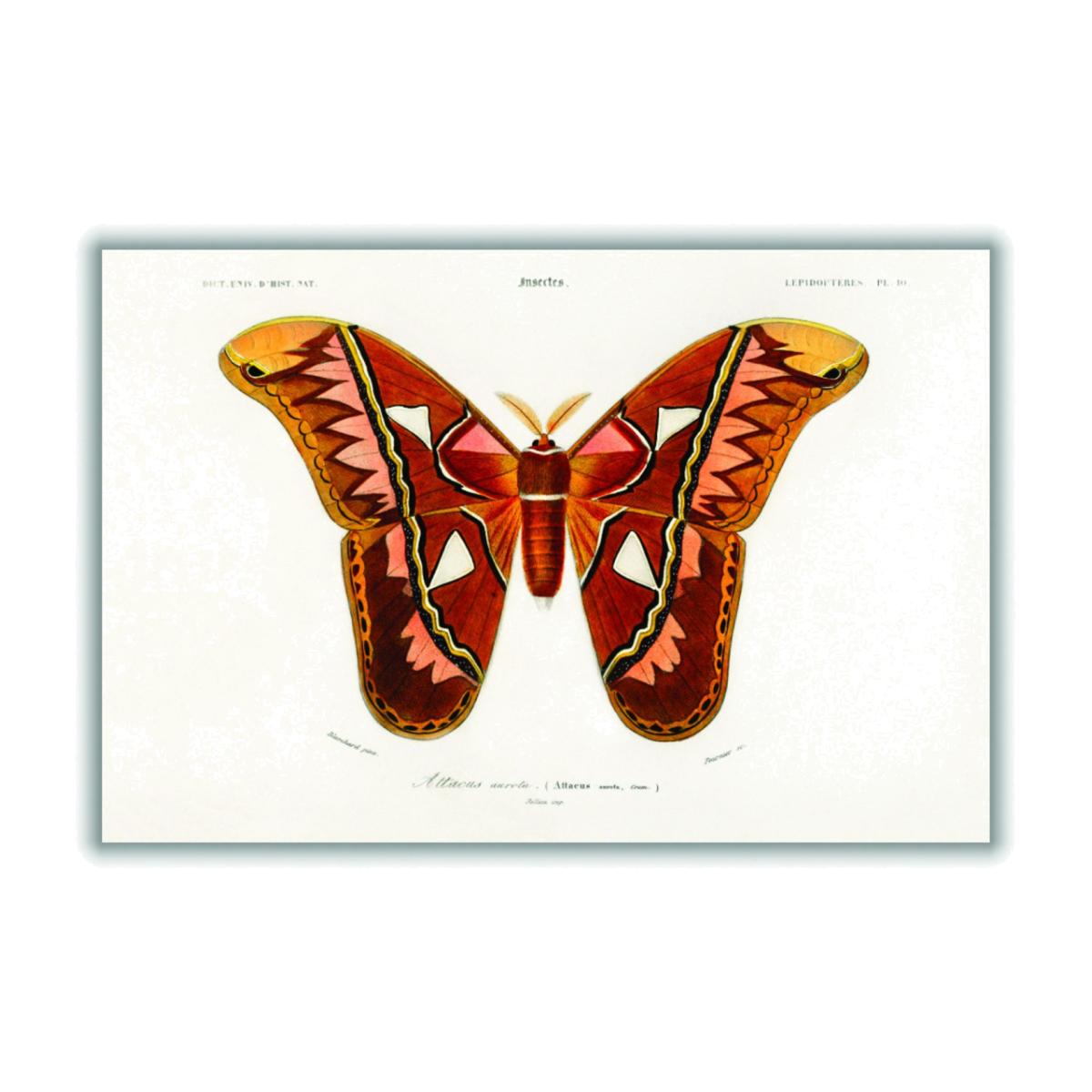 Attacus Atlas Moth A2 420 X 594Mm Stanley Print House – image 1