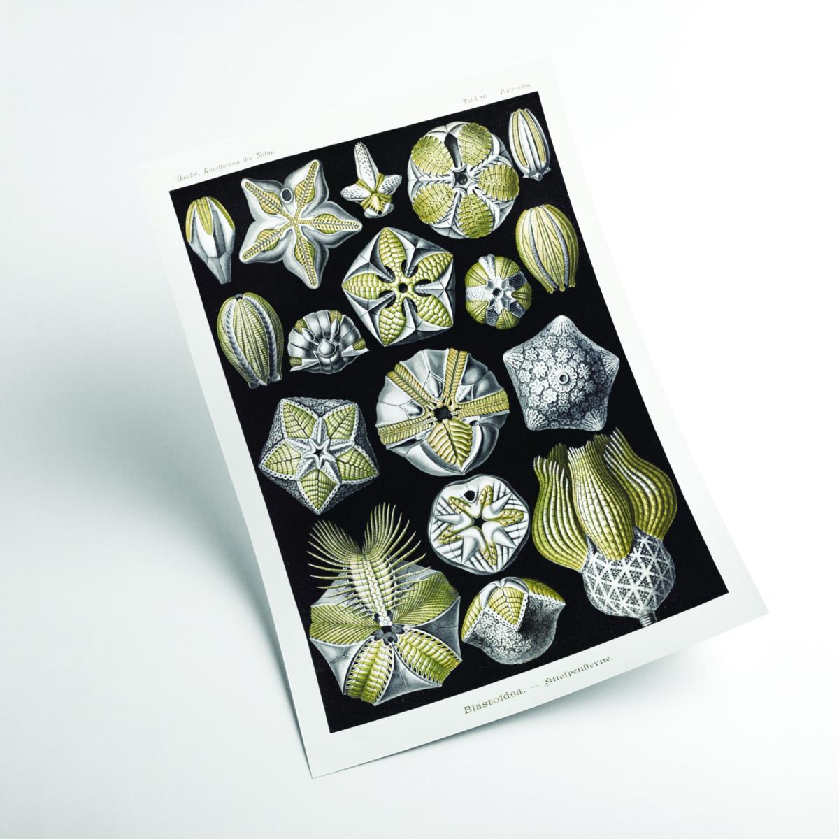 Green Blastoïdea-Knospensterne By Ernst Haeckel A1 594 X 841Mm Stanley Print House – image 2