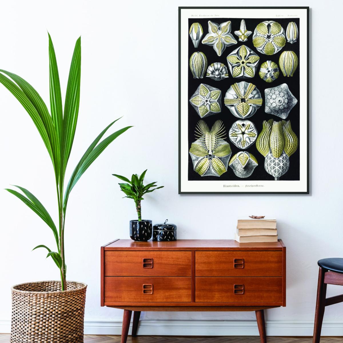 Green Blastoïdea-Knospensterne By Ernst Haeckel A1 594 X 841Mm Stanley Print House – image 3