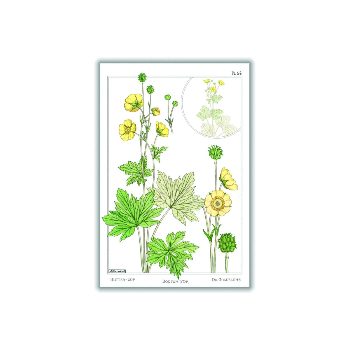 Green Vintage Botanicals - Buttercup Iiii A2 420 X 594Mm Stanley Print House – image 1