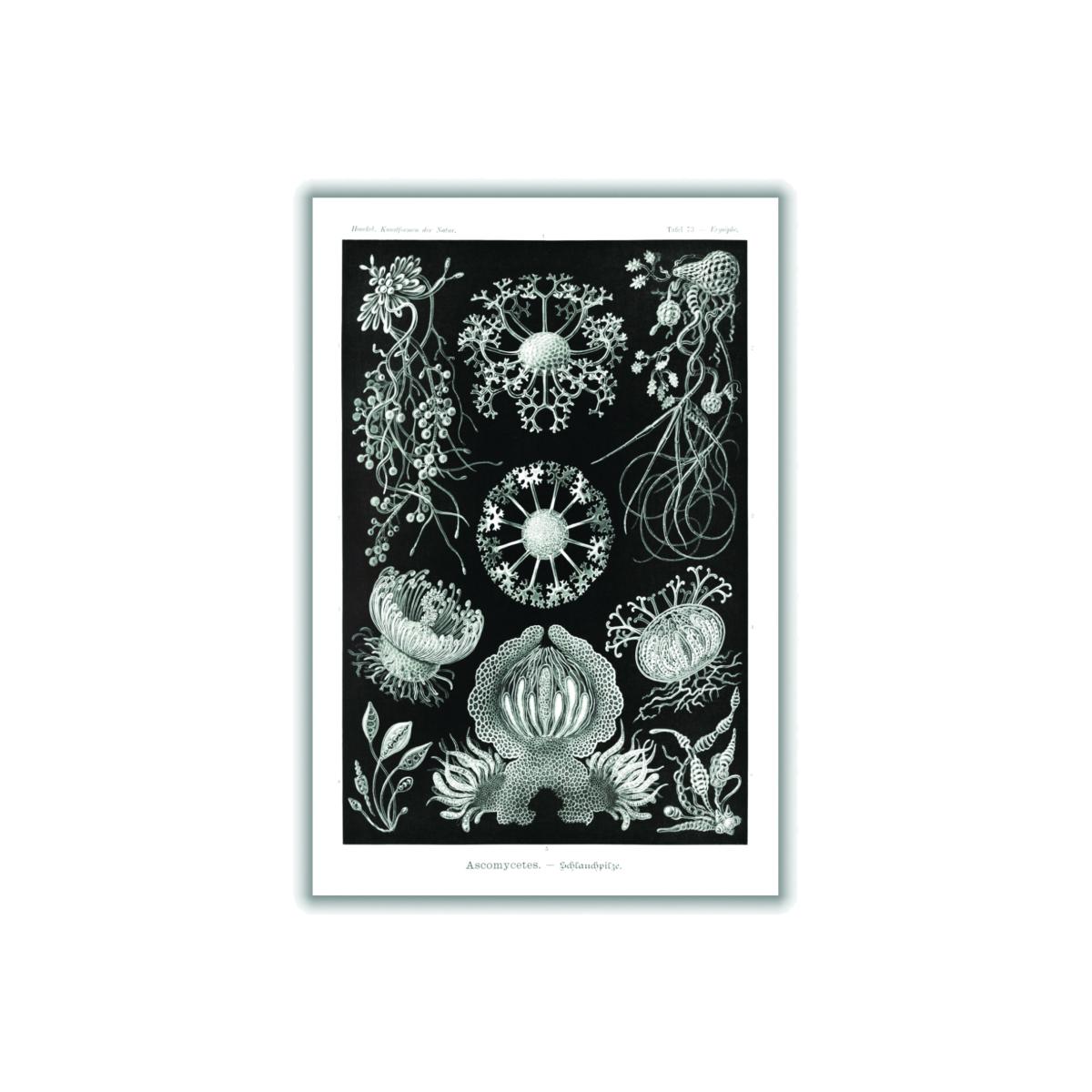 Grey Ascomycetes-Schlauchpilze By Ernst Haeckel Large Stanley Print House – image 1