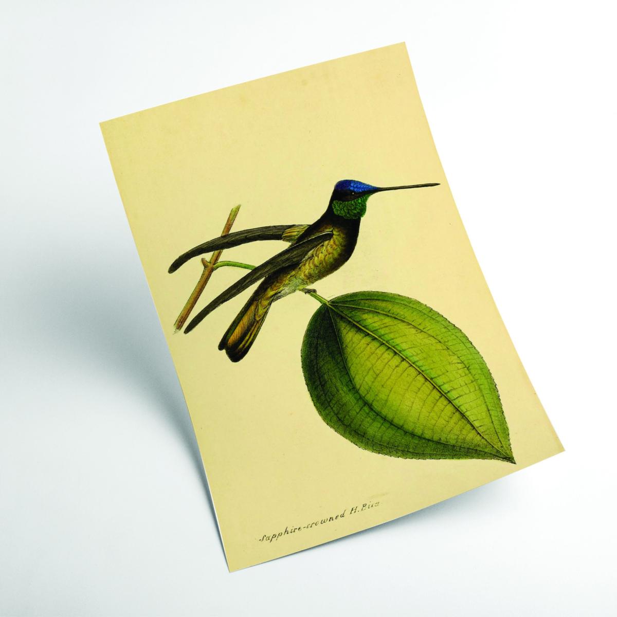 Green Crowned Humming Bird Small Stanley Print House – image 2