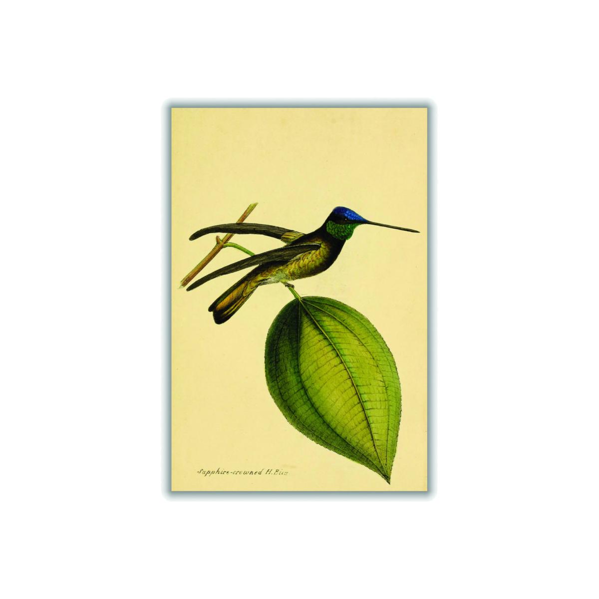 Green Crowned Humming Bird Small Stanley Print House – image 1