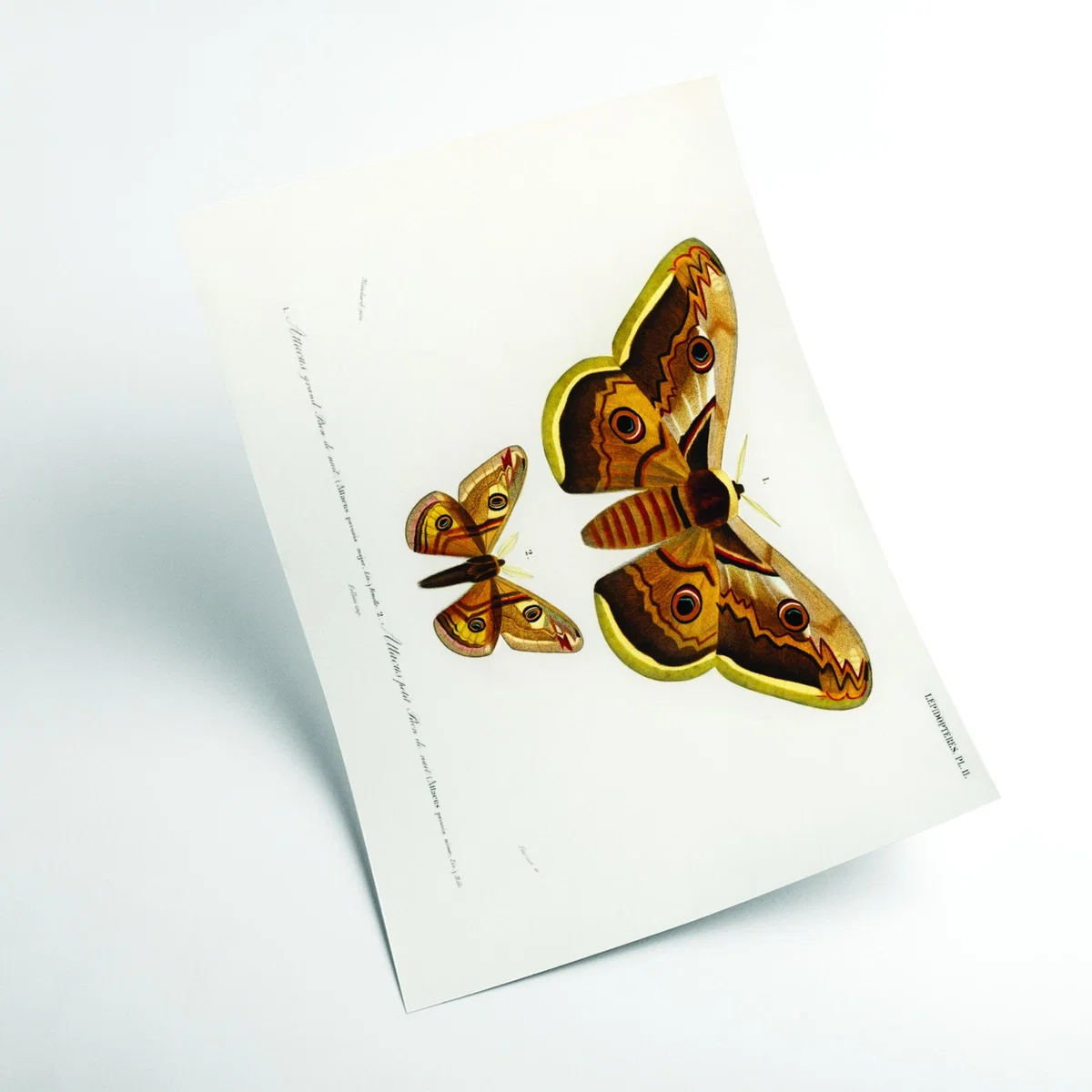 Emporor Moths Large Stanley Print House – image 2