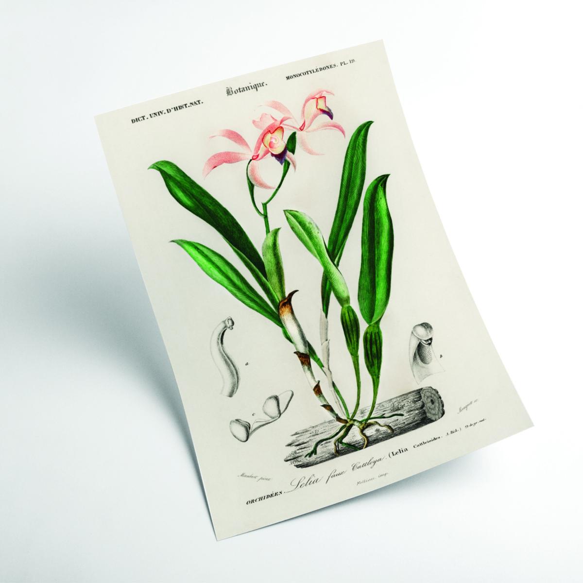 Lelia Cattleioides By Charles Dessalines D Orbigny Green A2 420 X 594Mm Stanley Print House – image 2