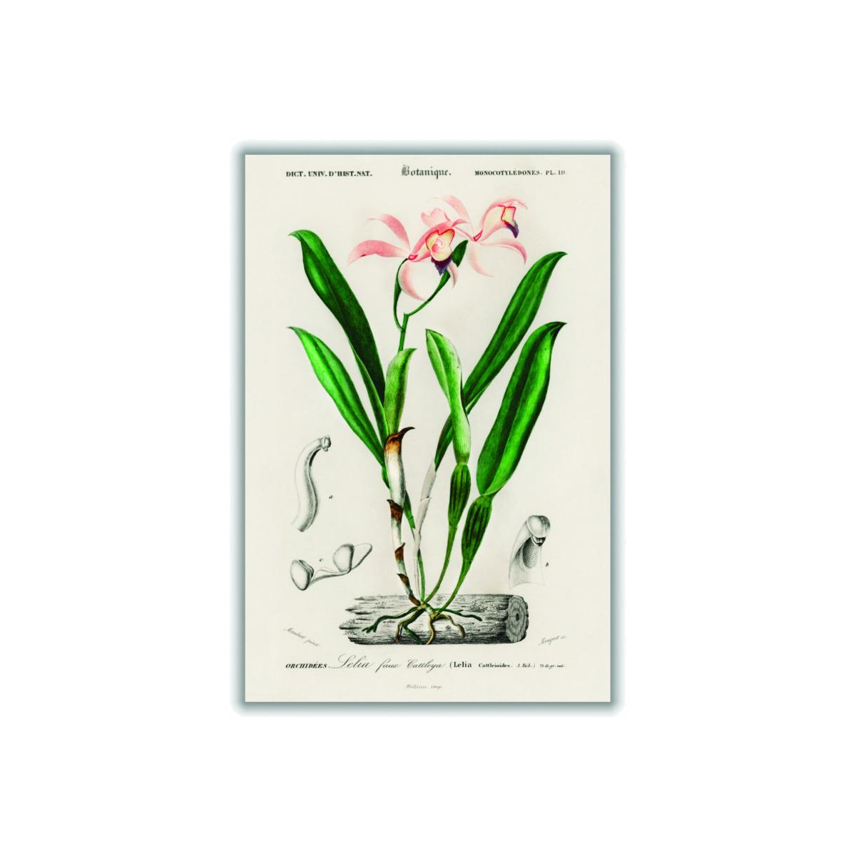 Lelia Cattleioides By Charles Dessalines D Orbigny Green A2 420 X 594Mm Stanley Print House – image 1