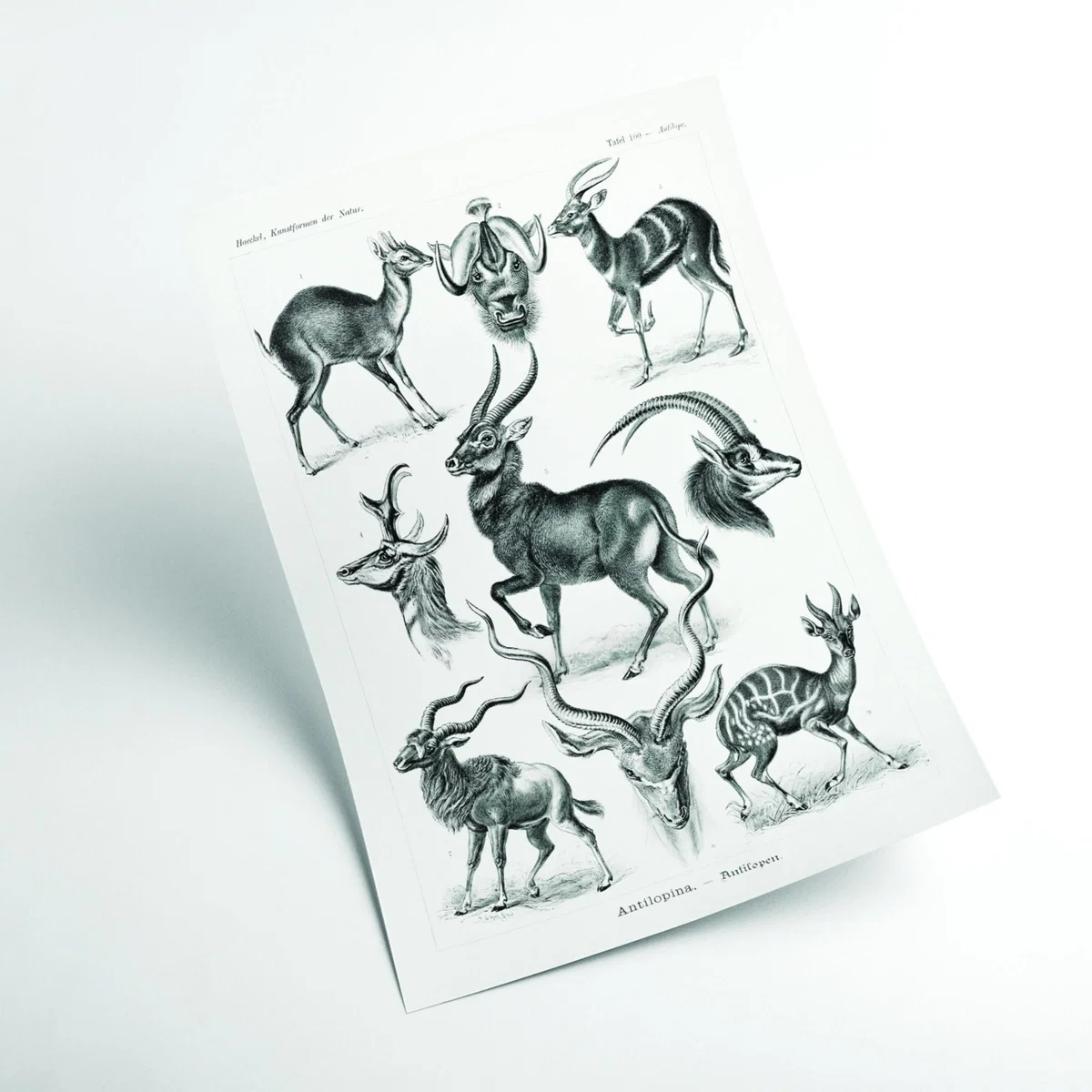 Black Antilopina-Antilopen By Ernst Haeckel A1 594 X 841Mm Stanley Print House – image 2
