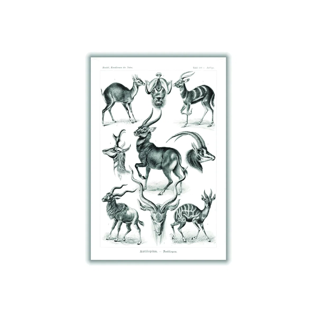 Black Antilopina-Antilopen By Ernst Haeckel A1 594 X 841Mm Stanley Print House – image 1