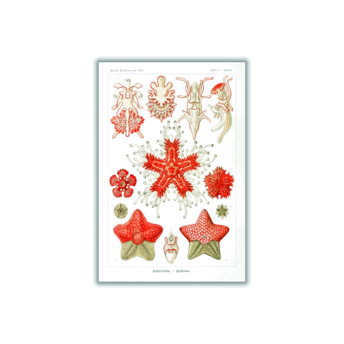 Yellow / Orange Asteridea-Seesterne By Ernst Haeckel Medium Stanley Print House – image 1