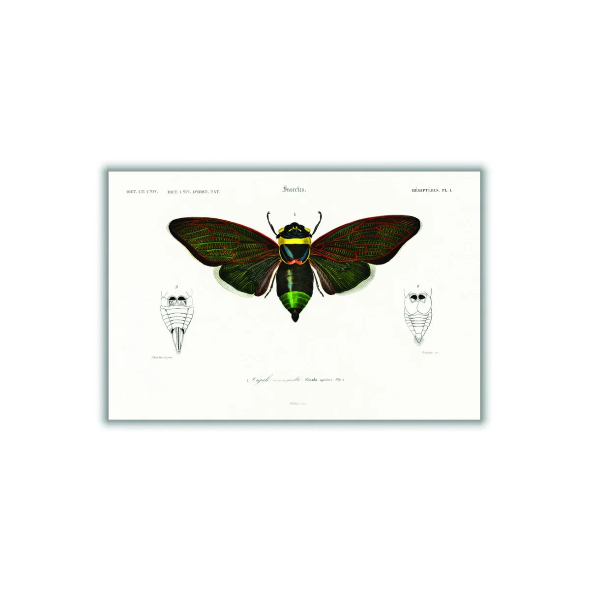 Gian Cicuda A3 297 X 420Mm Stanley Print House – image 3
