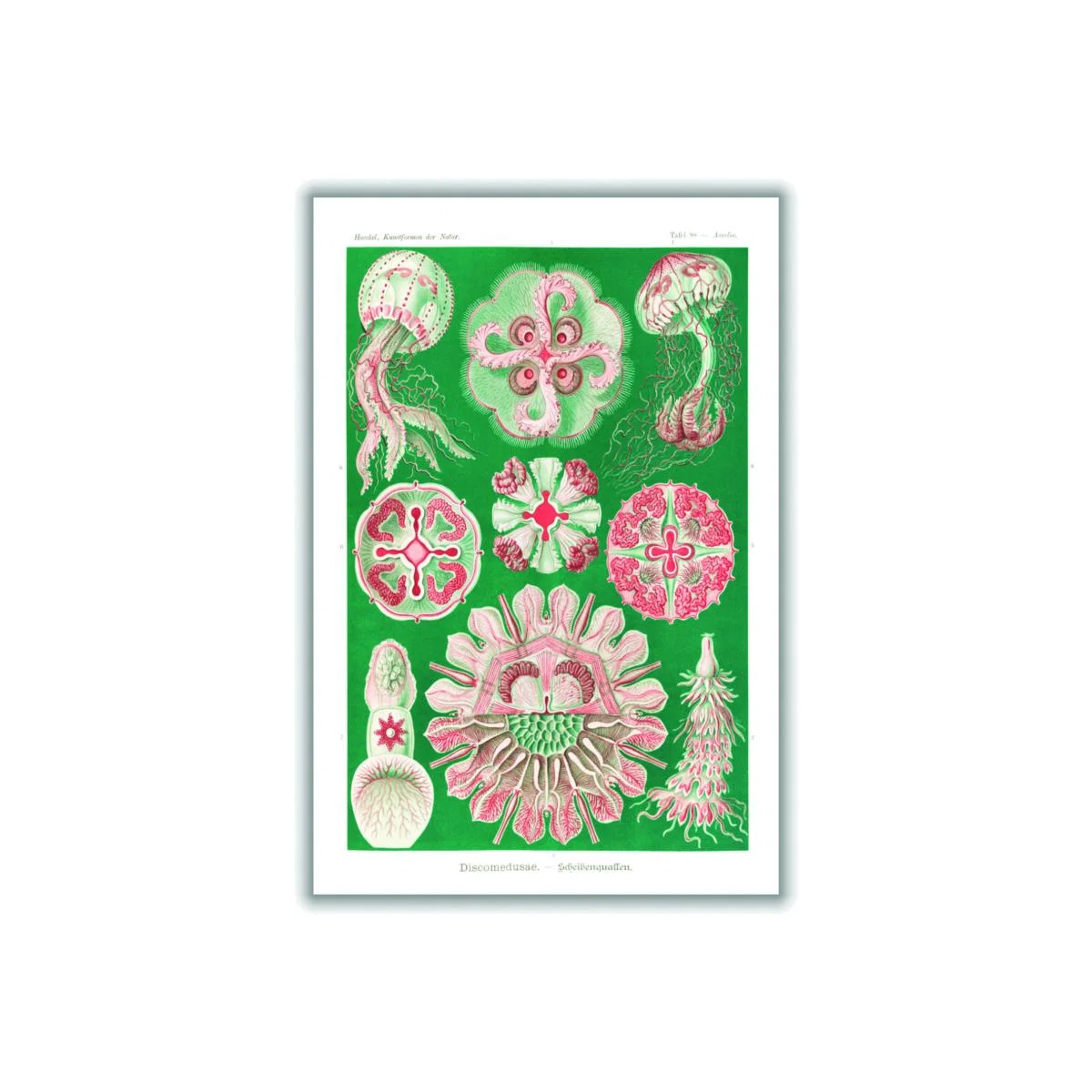 Pink / Purple Discomedusae-Scheibenquallen Iiii By Ernst Haeckel A3 297 X 420Mm Stanley Print House – image 1