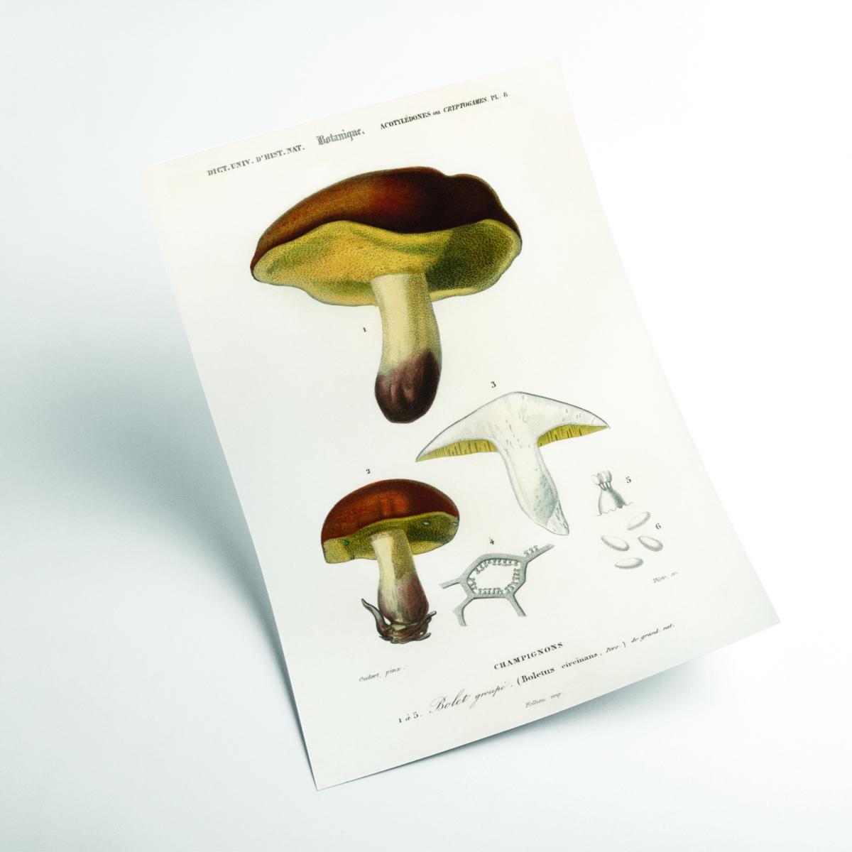 Brown Mushroom Illustration Print Xxs Stanley Print House – image 2