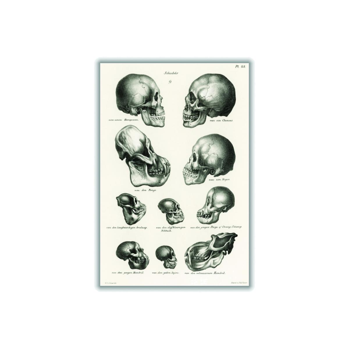 Neutrals Skulls A3 297 X 420Mm Stanley Print House – image 1