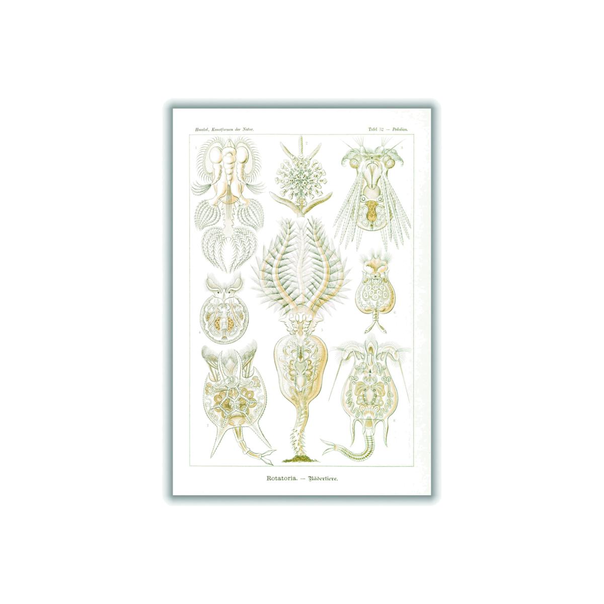 Neutrals Rotatoria-Rädertiere By Ernst Haeckel A4 210 X 297Mm Stanley Print House – image 1