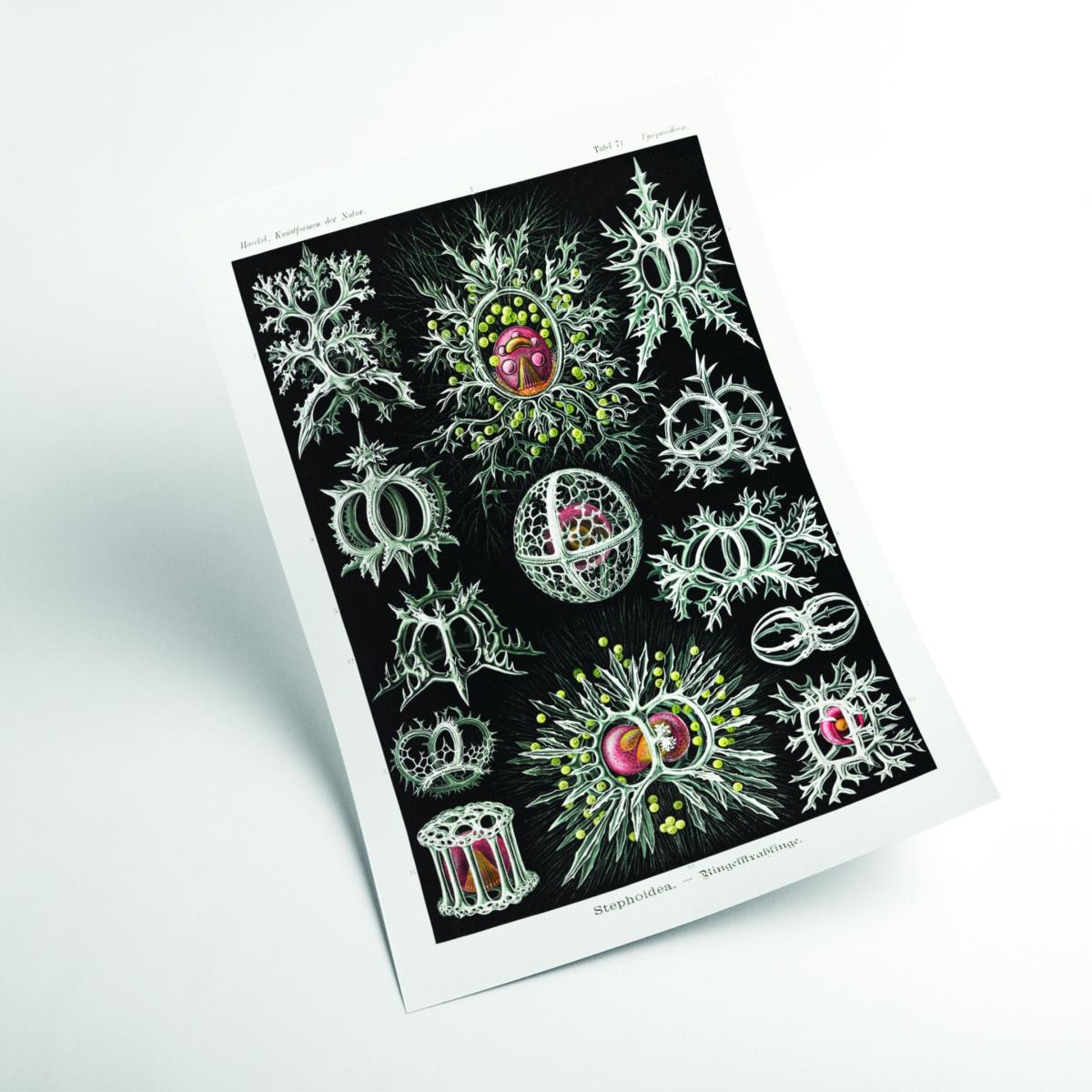 Grey Stephoidea-Ringelstrahlinge By Ernst Haeckel A1 594 X 841Mm Stanley Print House – image 2