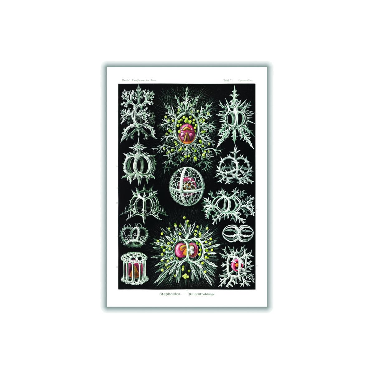 Grey Stephoidea-Ringelstrahlinge By Ernst Haeckel A1 594 X 841Mm Stanley Print House – image 1