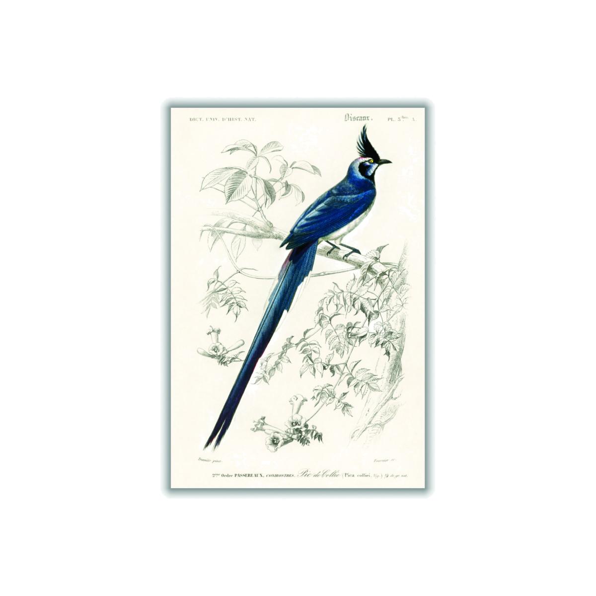 Blue Black-Throated Magpie-Jay Extra Large Stanley Print House – image 1