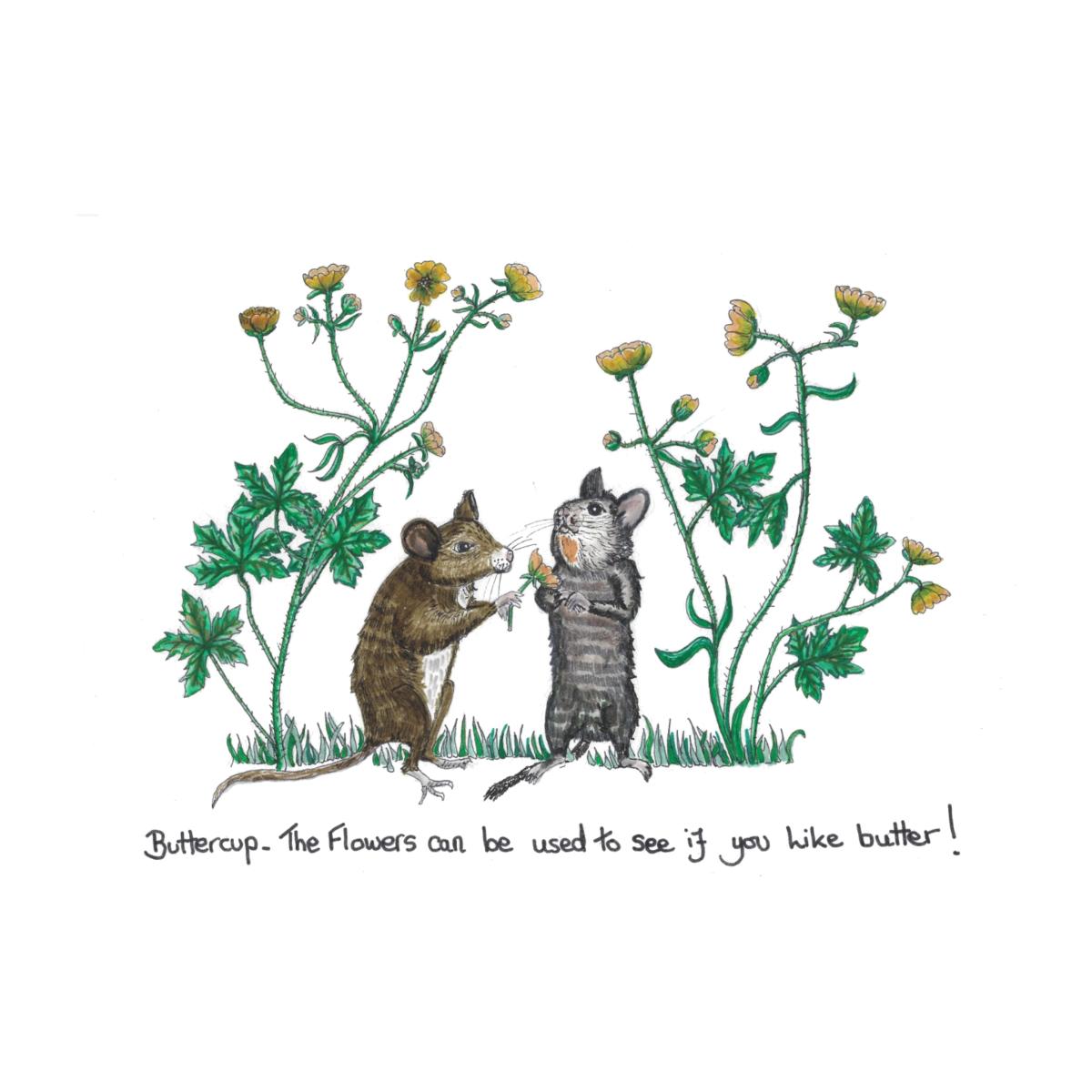 White Buttercup Mice Print A4 210 X 297Mm Abigail Hardie Home