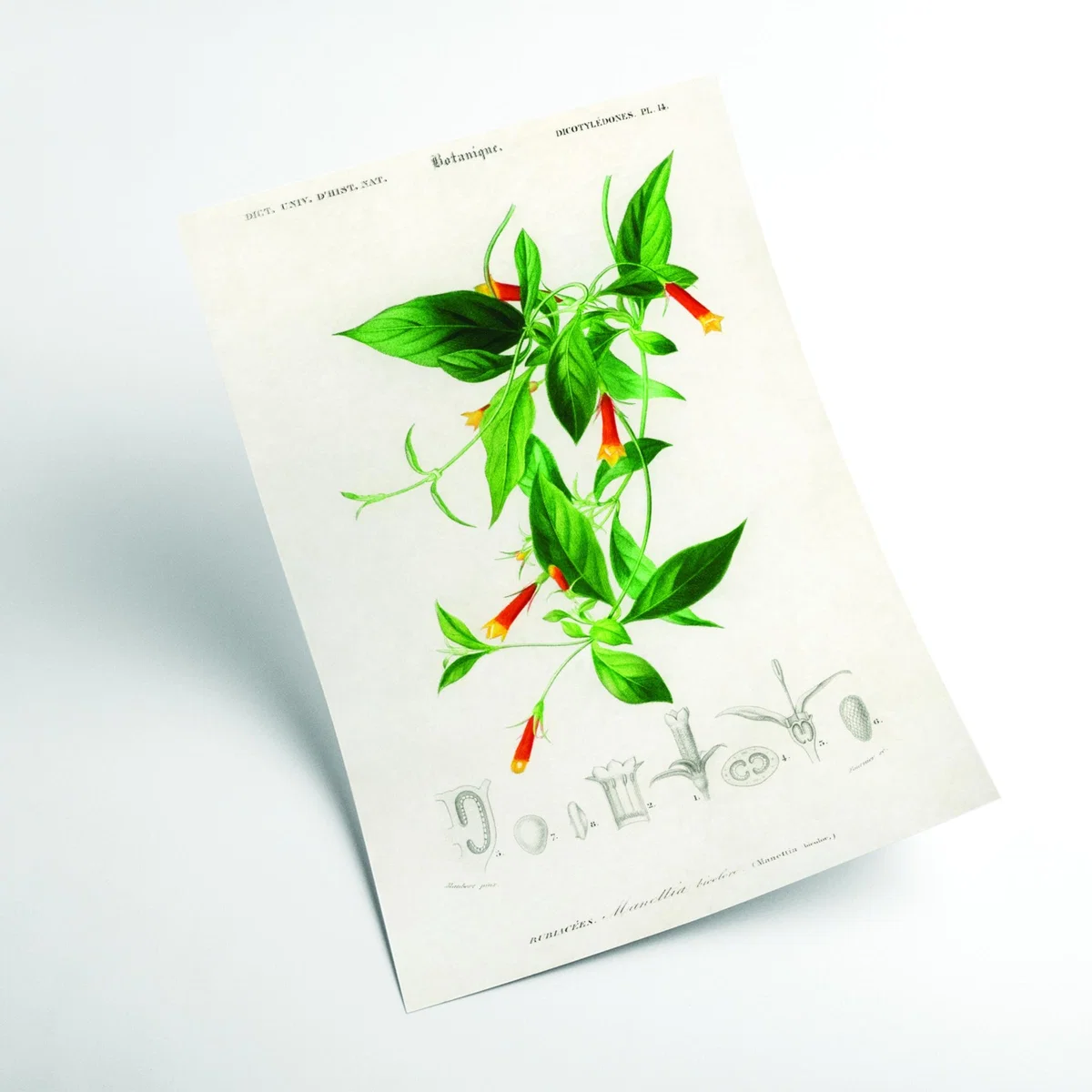 Candy Corn Vine Print - Green A3 297 X 420Mm Stanley Print House – image 2