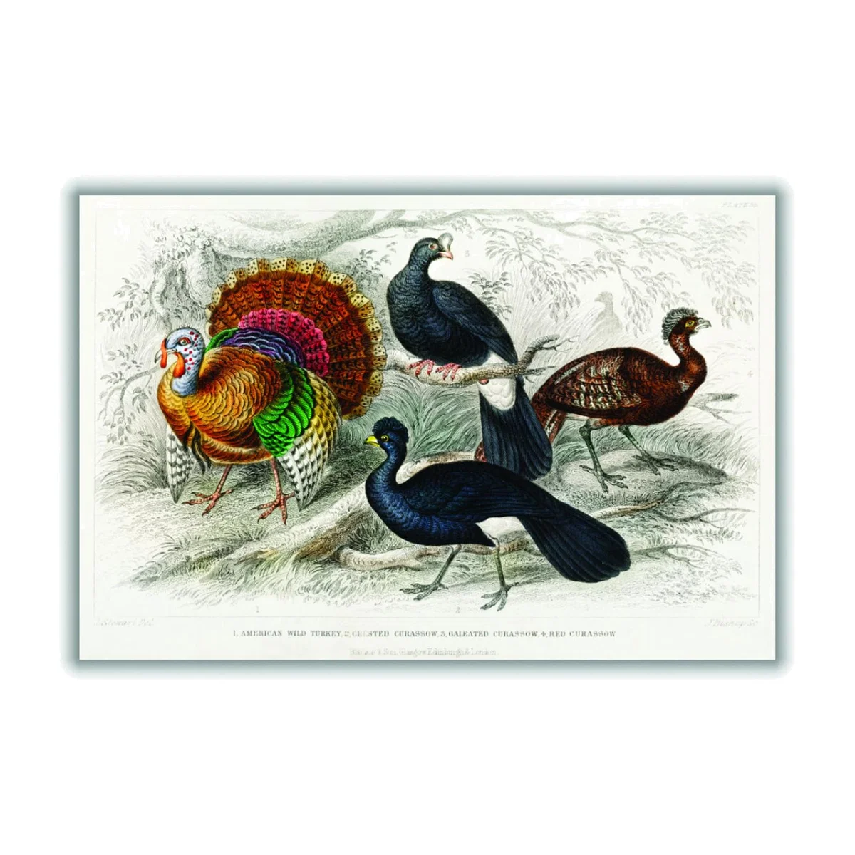Various Types Of Turkey A4 210 X 297Mm Stanley Print House – image 1