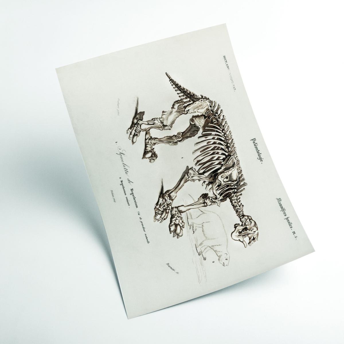 Grey Megatherium Xxs Stanley Print House – image 2