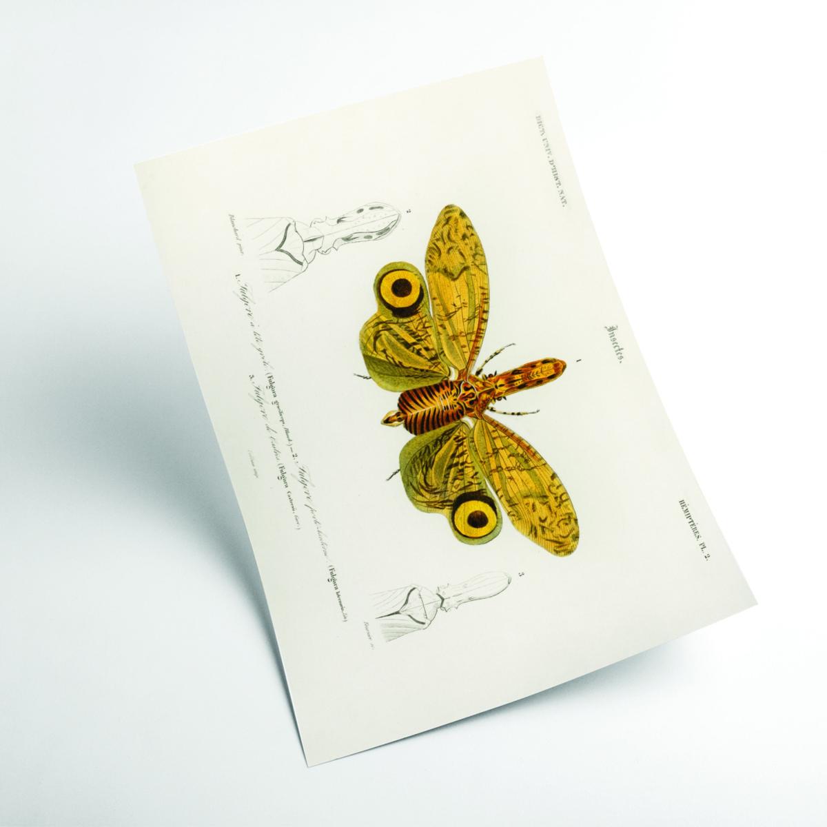 Yellow / Orange Fulgora Graciliceps A2 420 X 594Mm Stanley Print House – image 2