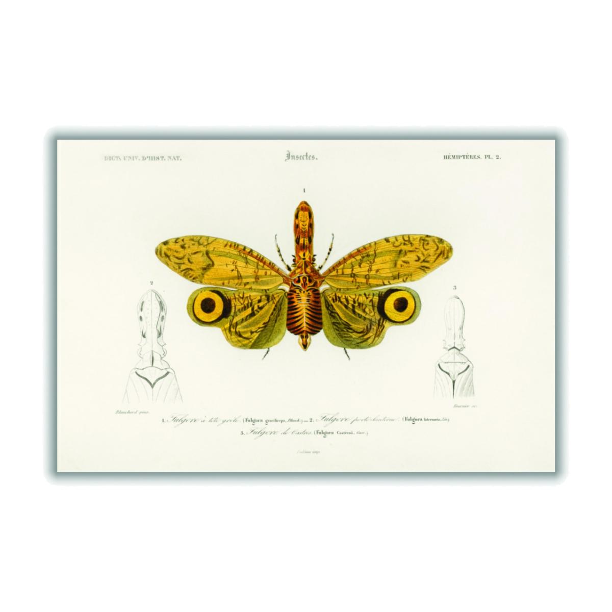 Yellow / Orange Fulgora Graciliceps A2 420 X 594Mm Stanley Print House – image 1