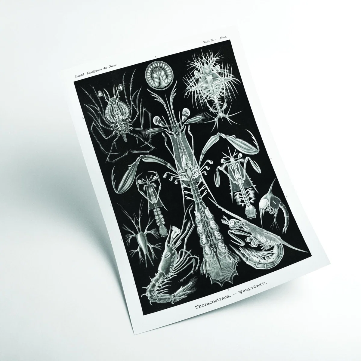 Grey Thoracostraca-Panzerkrebse By Ernst Haeckel A1 594 X 841Mm Stanley Print House – image 2
