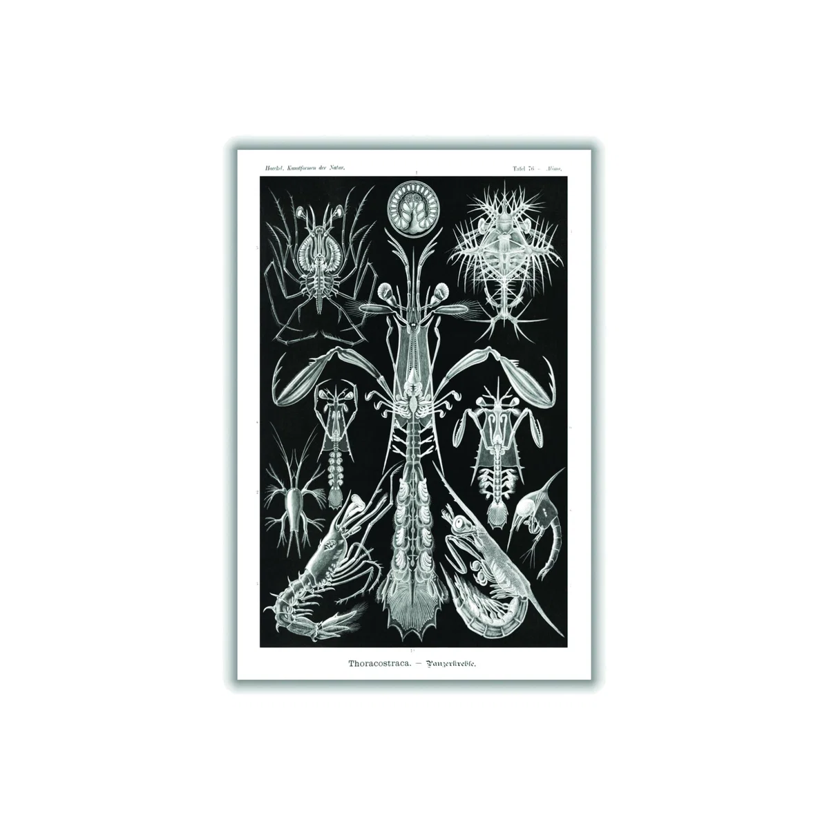 Grey Thoracostraca-Panzerkrebse By Ernst Haeckel A1 594 X 841Mm Stanley Print House – image 1