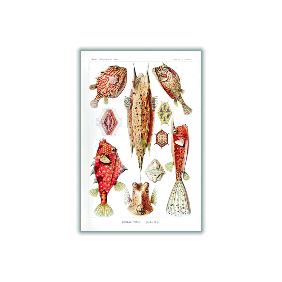 Red Ostraciontes-Kofferfilche By Ernst Haeckel Extra Large Stanley Print House – image 1