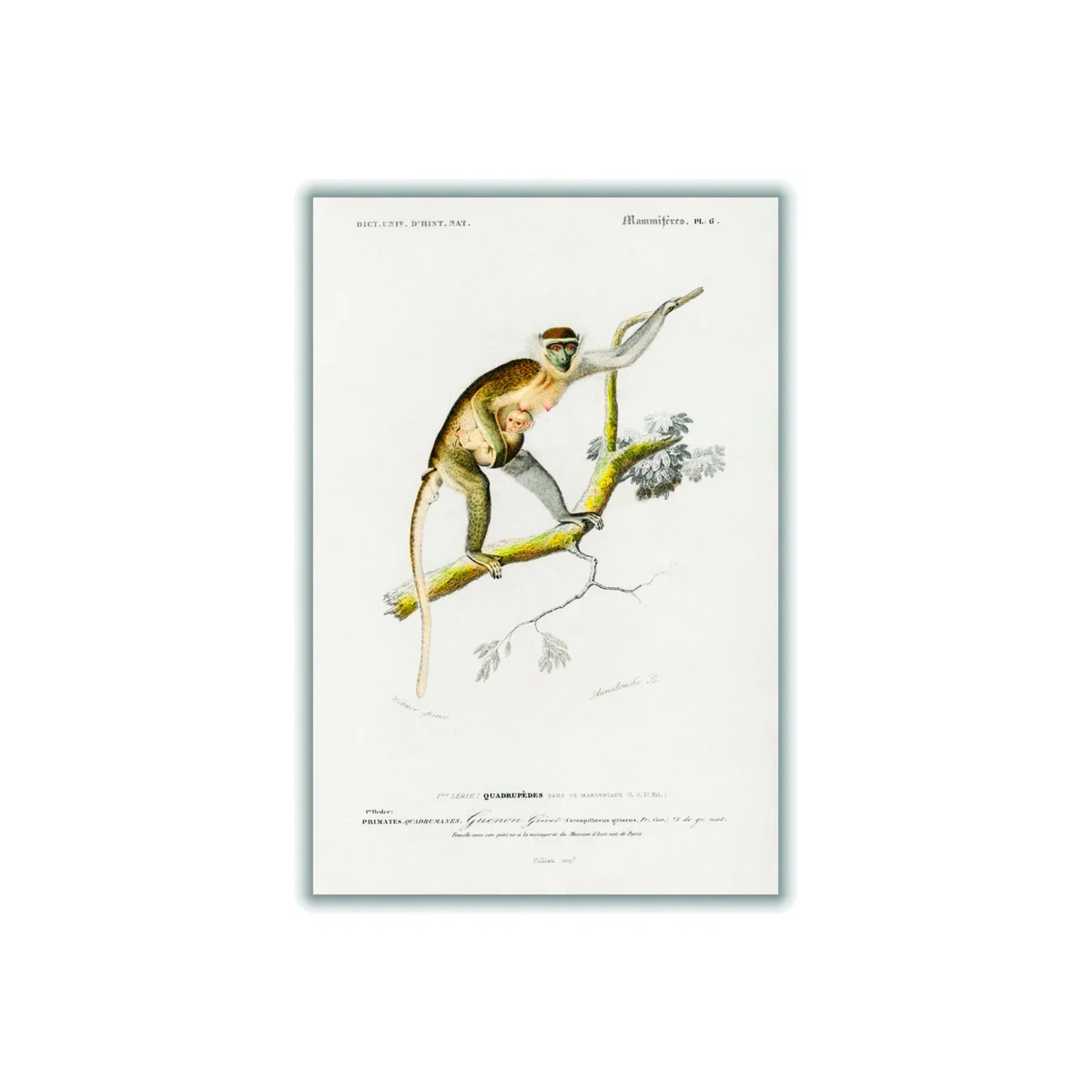 Brown Cercopithecus Griseus Print A4 210 X 297Mm Stanley Print House – image 1