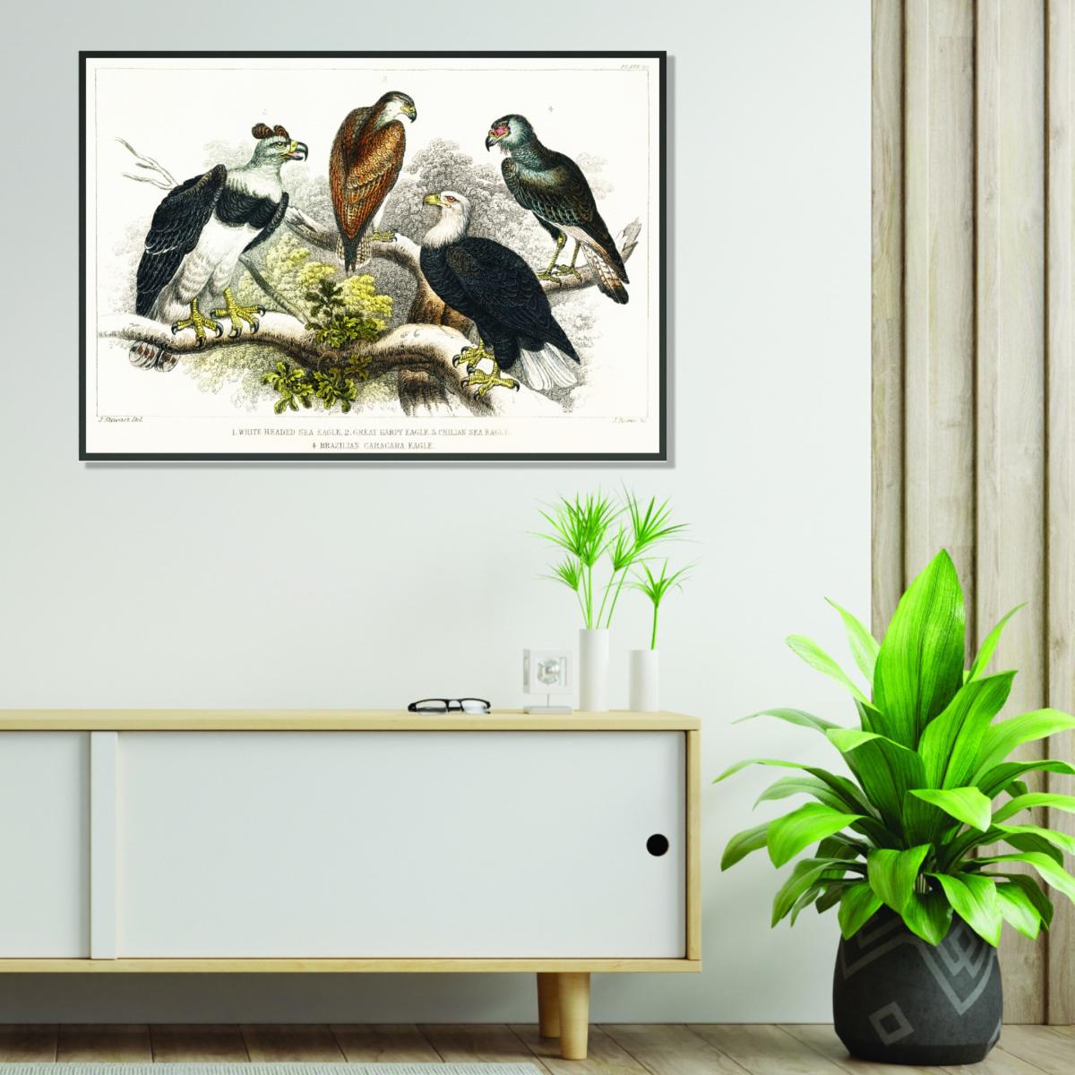 Types Of Eagles A4 210 X 297Mm Stanley Print House – image 3