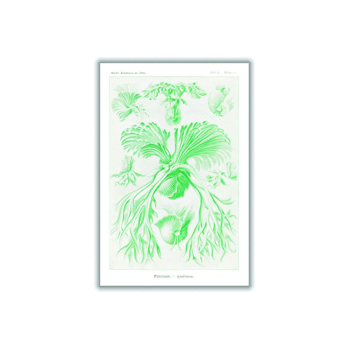 Green Filicinae-Laubfarne I By Ernst Haeckel A1 594 X 841Mm Stanley Print House – image 1
