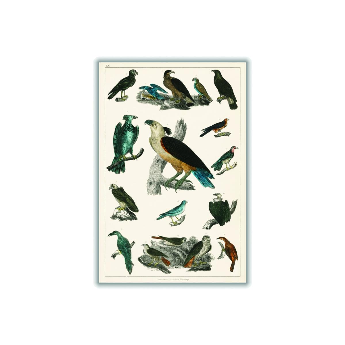 Various Type Of Birds A3 297 X 420Mm Stanley Print House – image 1